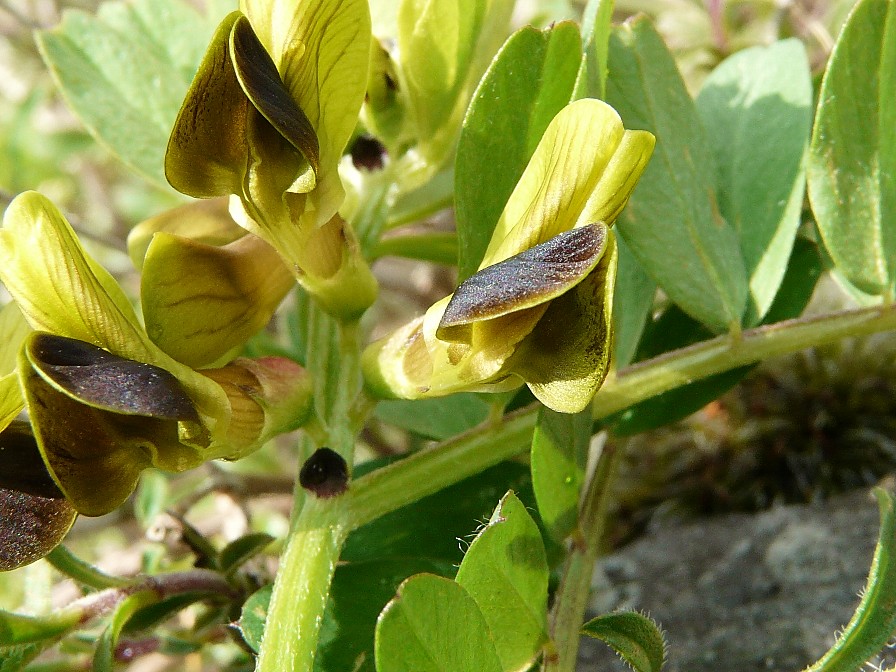 Vicia melanops / Veccia macchiata